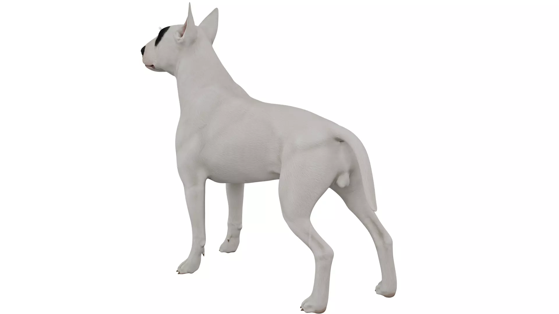 Bull Terrier 3D model_2