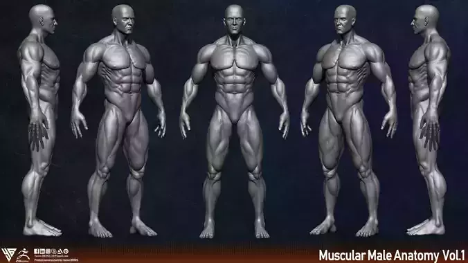 Muscular Male Anatomy Basemesh 3D Model 3D model