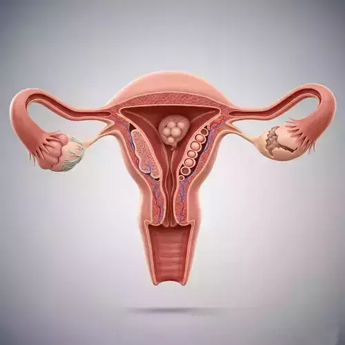 Female Reproductive System Anatomical Model - Medical-Grade Low-poly 3D model