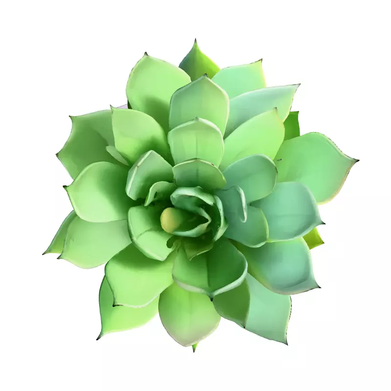 Stylized Potted Succulent 3D Model Low-poly 3D model_7