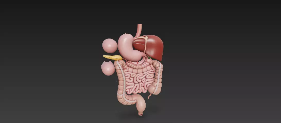 Complete Human Digestive System - Anatomically Accurate 3D Model 3D model_4
