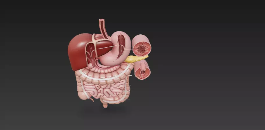 Complete Human Digestive System - Anatomically Accurate 3D Model 3D model_6