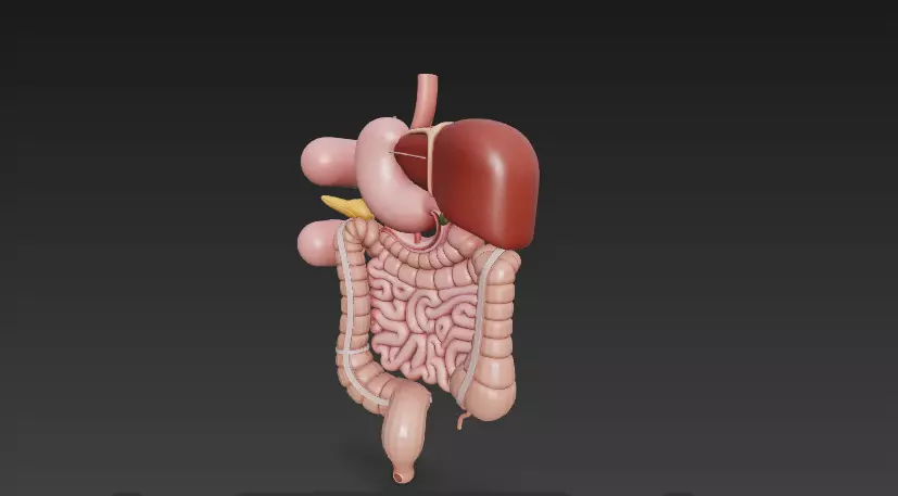 Complete Human Digestive System - Anatomically Accurate 3D Model 3D model_3