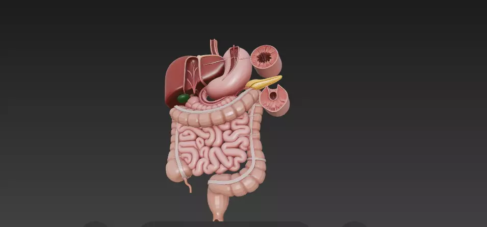 Complete Human Digestive System - Anatomically Accurate 3D Model 3D model_5