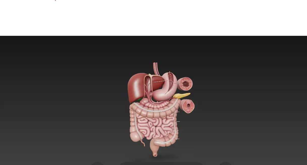 Complete Human Digestive System - Anatomically Accurate 3D Model 3D model_2