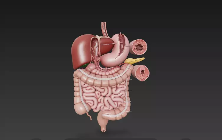 Complete Human Digestive System - Anatomically Accurate 3D Model 3D model_1