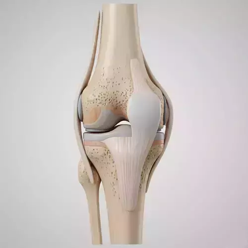 Anatomically Accurate Human Knee Joint - Medical 3D Model Low-poly 3D model