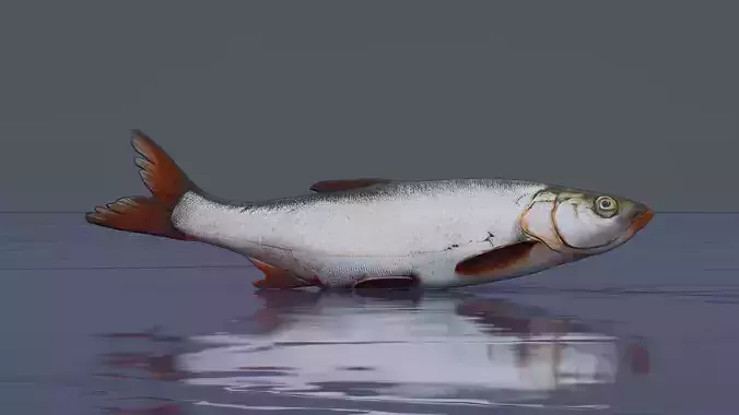 White fish Low-poly 3D model