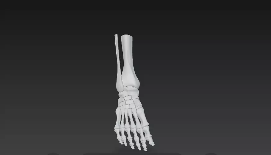 Anatomically Accurate Human Foot Skeleton 3D Model 3D model_5