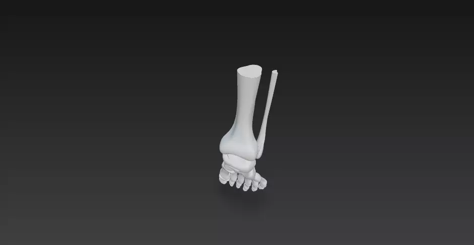 Anatomically Accurate Human Foot Skeleton 3D Model 3D model_4