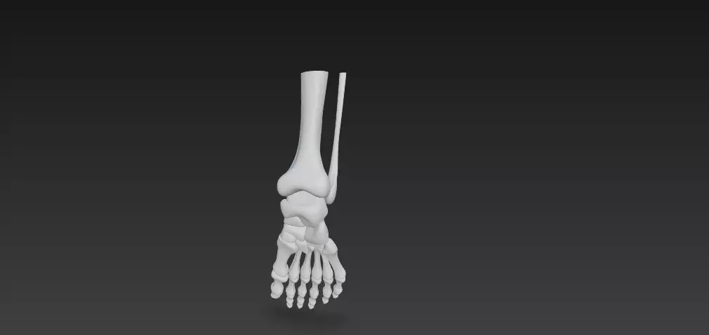 Anatomically Accurate Human Foot Skeleton 3D Model 3D model_2