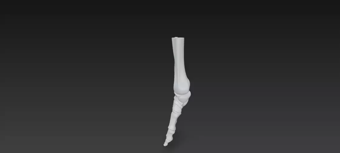 Anatomically Accurate Human Foot Skeleton 3D Model 3D model_3