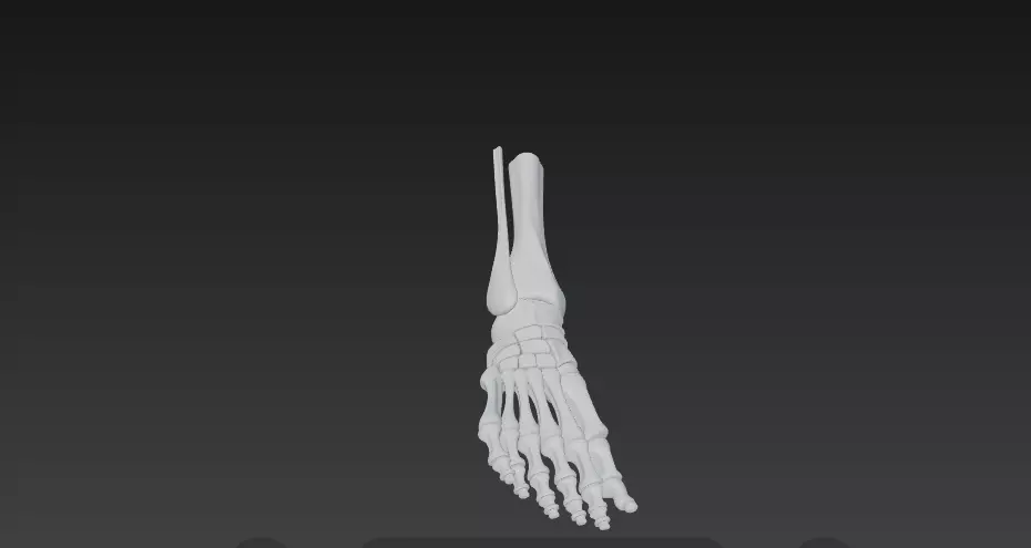 Anatomically Accurate Human Foot Skeleton 3D Model 3D model_7