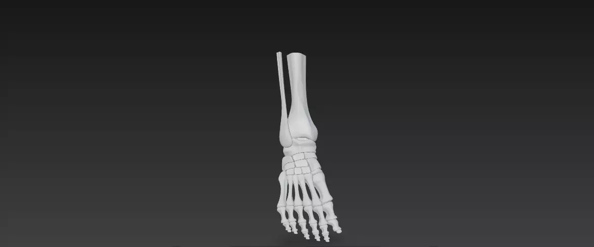 Anatomically Accurate Human Foot Skeleton 3D Model 3D model_1