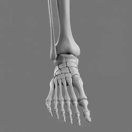 Anatomically Accurate Human Foot Skeleton 3D Model Low-poly 3D model