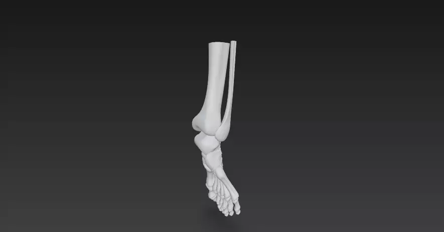 Anatomically Accurate Human Foot Skeleton 3D Model 3D model_6