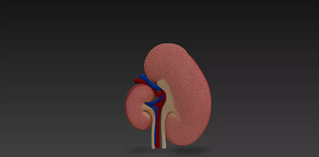 Human Kidney Cross-Section 3D Model 3D model_6