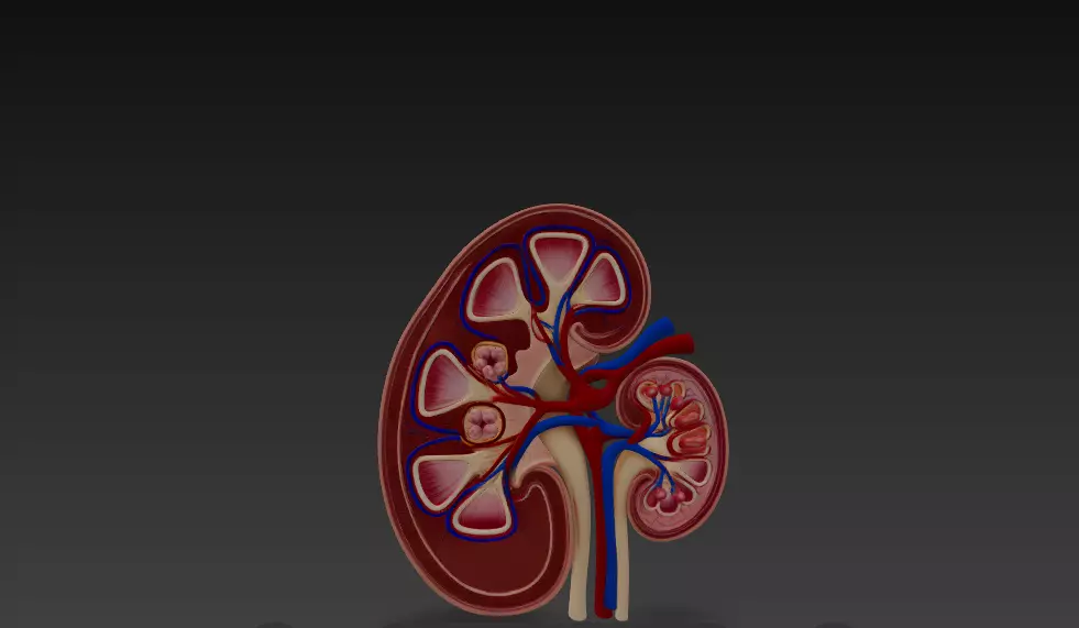Human Kidney Cross-Section 3D Model 3D model_5