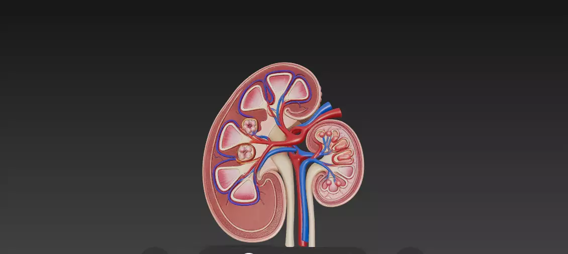 Human Kidney Cross-Section 3D Model 3D model_2
