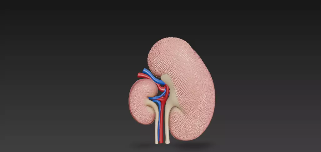 Human Kidney Cross-Section 3D Model 3D model_7