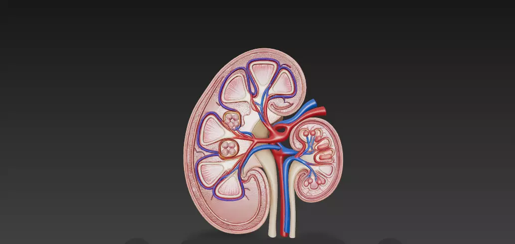 Human Kidney Cross-Section 3D Model 3D model_1