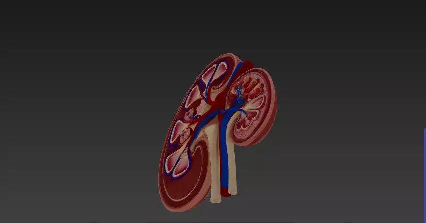 Human Kidney Cross-Section 3D Model 3D model_4