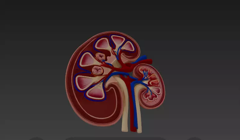 Human Kidney Cross-Section 3D Model 3D model_3