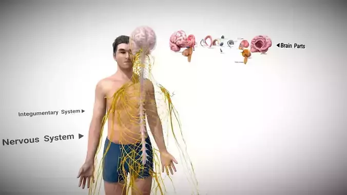 Neurves system 3D model