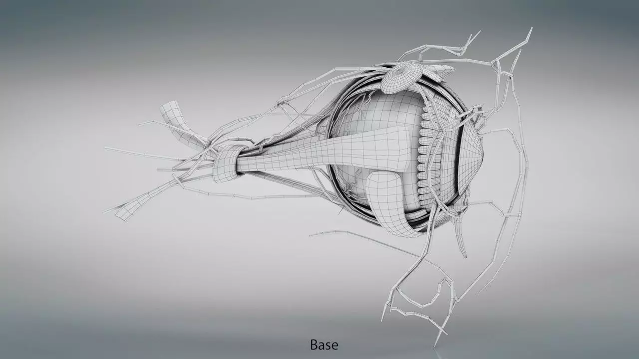 Complete Eye Anatomy 3D model_9