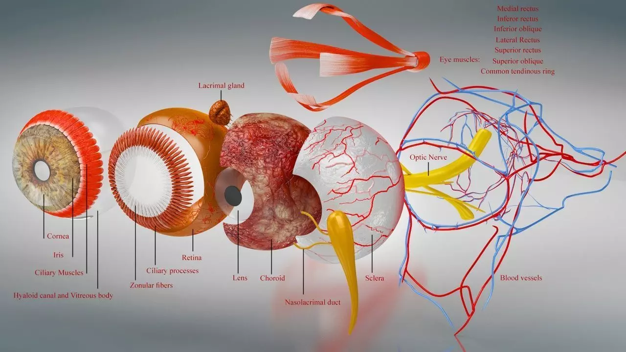 Complete Eye Anatomy 3D model_8