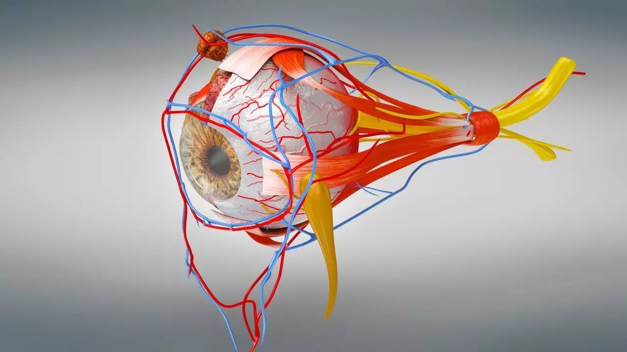 Complete Eye Anatomy 3D model_6