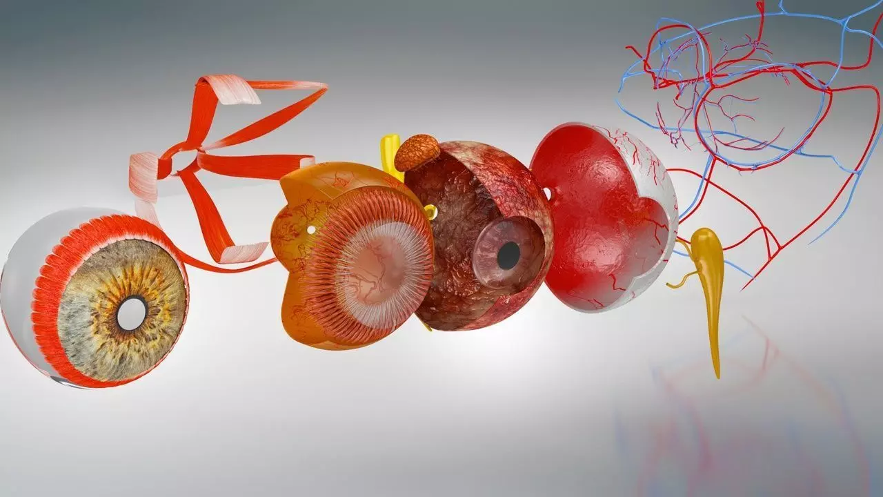 Complete Eye Anatomy 3D model_10