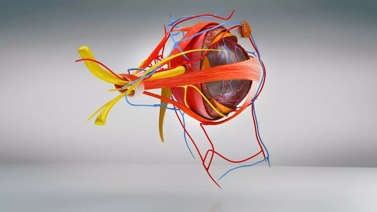 Complete Eye Anatomy 3D model_7