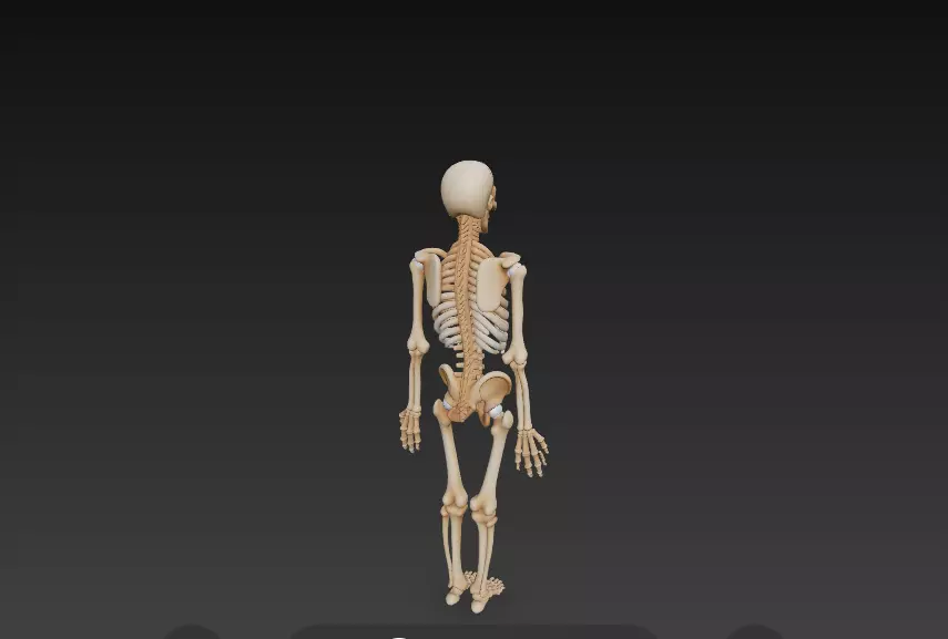 Full Human Skeleton Anatomical Model -206 Bone 3D model_7