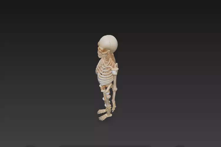 Full Human Skeleton Anatomical Model -206 Bone 3D model_8