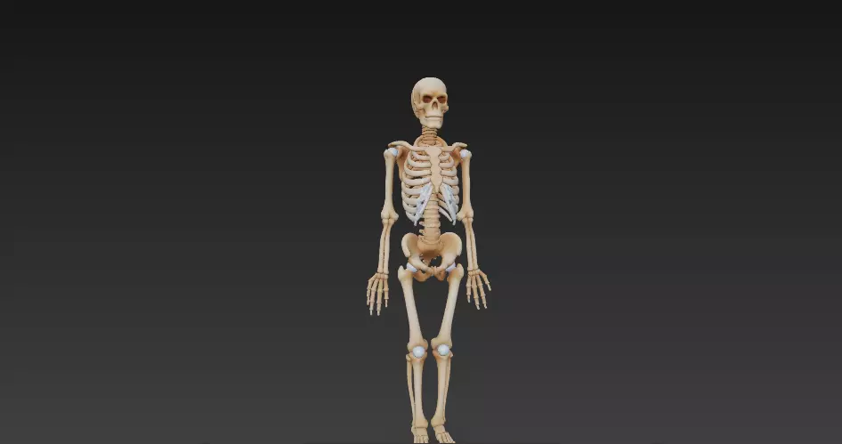 Full Human Skeleton Anatomical Model -206 Bone 3D model_6