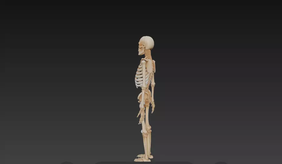 Full Human Skeleton Anatomical Model -206 Bone 3D model_2