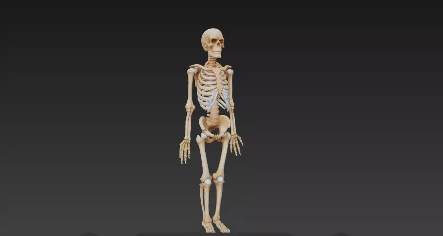 Full Human Skeleton Anatomical Model -206 Bone 3D model_4