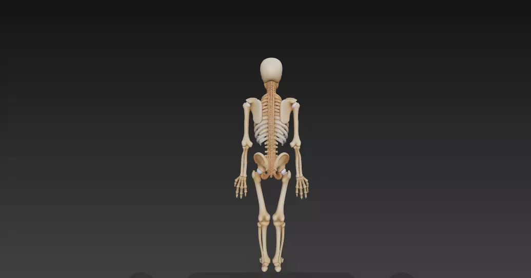 Full Human Skeleton Anatomical Model -206 Bone 3D model_3