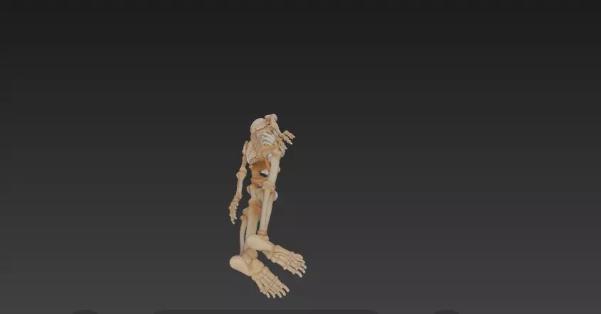 Full Human Skeleton Anatomical Model -206 Bone 3D model_5