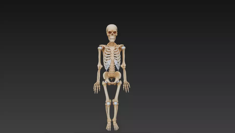 Full Human Skeleton Anatomical Model -206 Bone 3D model_1