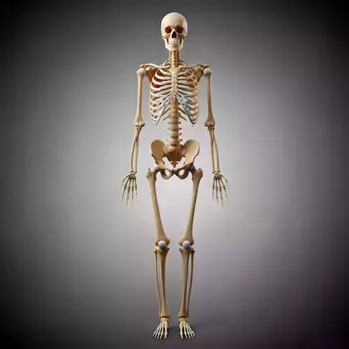 Full Human Skeleton Anatomical Model -206 Bone