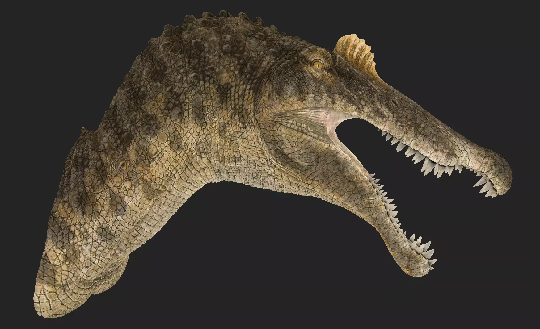 Spinosaurus bust for rendering 3D model_7