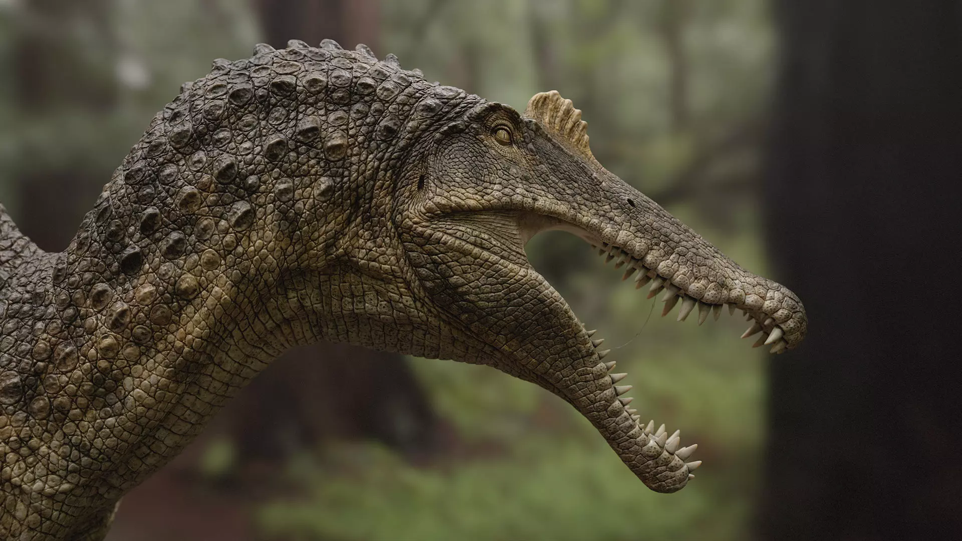 Spinosaurus bust for rendering 3D model_5