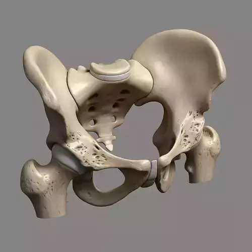 Scientific 3D Model of Male Pelvic Anatomy - Structural Low-poly 3D model
