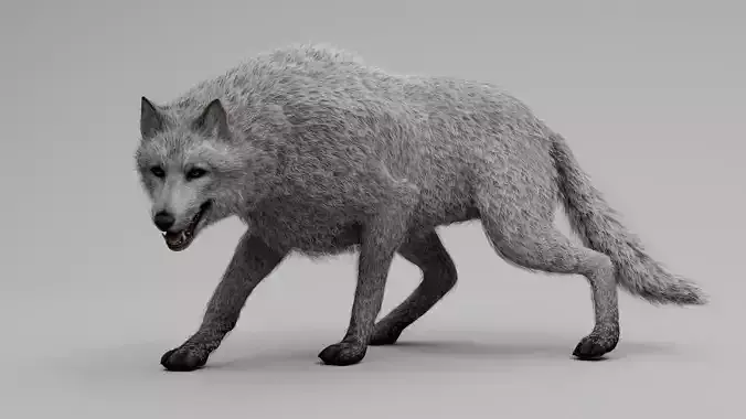 Wolf White Low-poly 3D model
