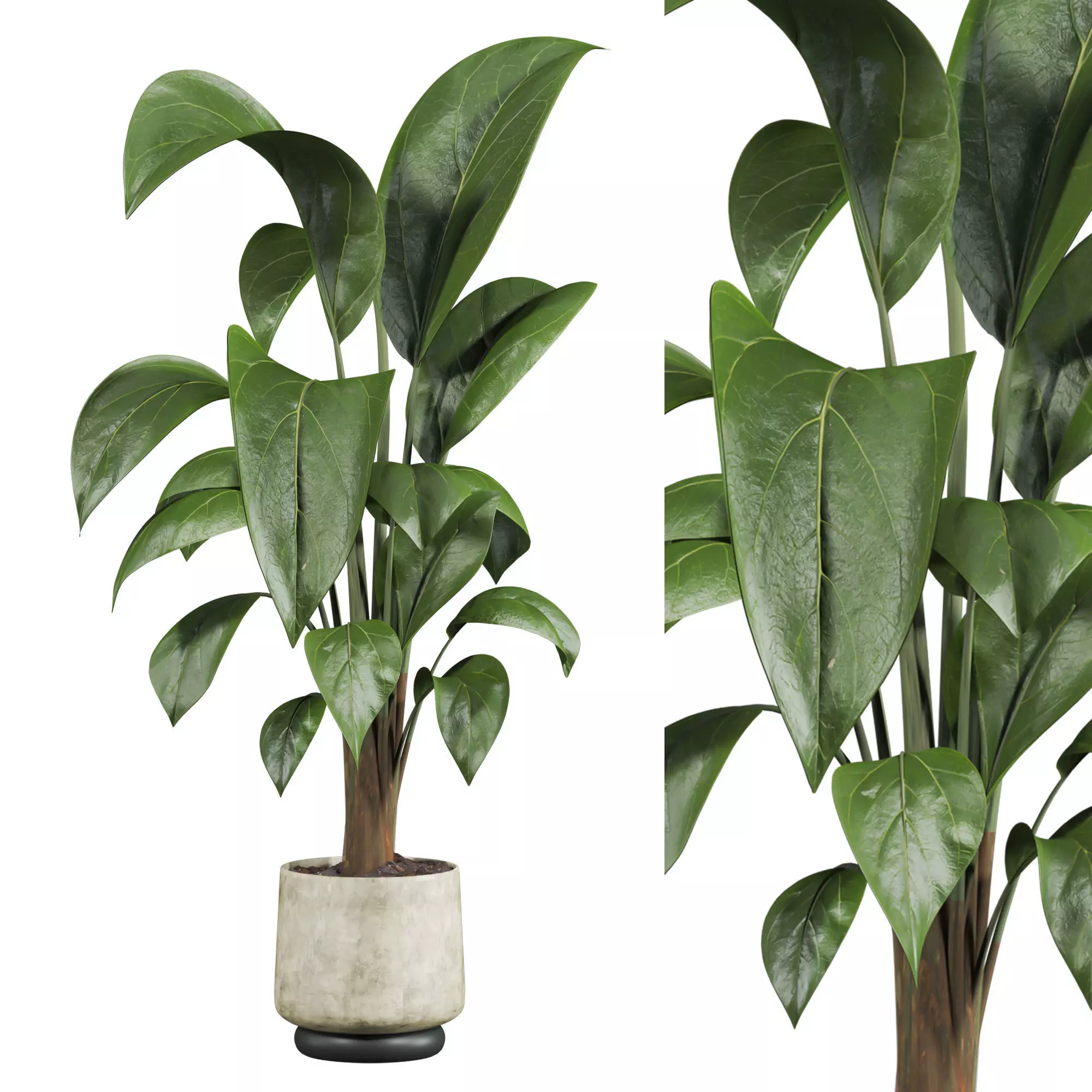 potted plant 3D model
