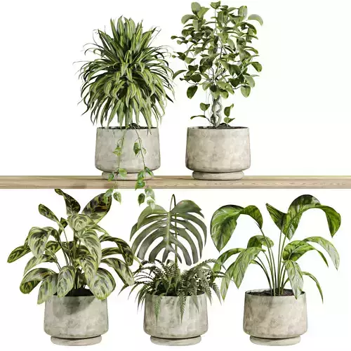 plants on shelf