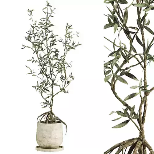 potted olive tree
