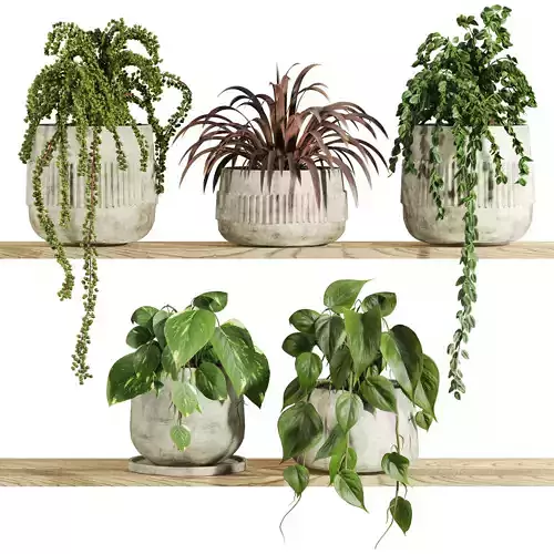 plants on shelf